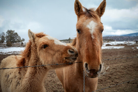 Mother horse and foal by a fence in winter pasture