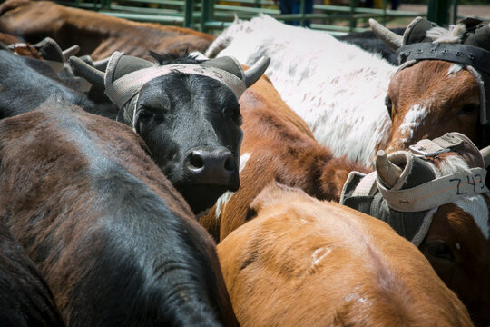 Cattle crowded together in a livestock pen