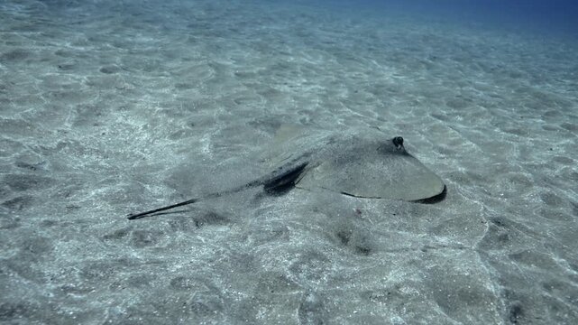 Small Common Stingray Gliding Effortlessly Over the Sandy Ocean Floor, Canary Islands Scuba Diving