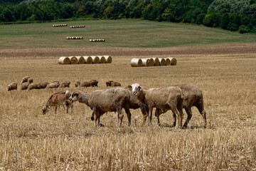 Fototapeta premium Sheep graze in a sunlit field with hay bales, evoking peace and rural charm.