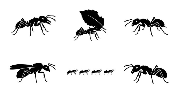 Black Silhouette Ant Icons Set, Insect Vector Graphics Collection, Tiny Worker Bugs and Winged Ant Illustrations for Nature and Science Concepts