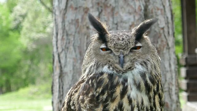 Eurasian eagle owl bird of prey turns head to stare at camera then looks away close-up