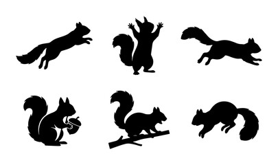 Set of Six Black Squirrel Silhouettes, Dynamic Poses, Vector Graphics for Wildlife and Nature Designs © Mehedi