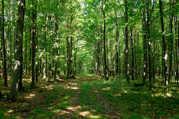 Obraz premium The sunlit forest path leads through a dense, green woodland landscape