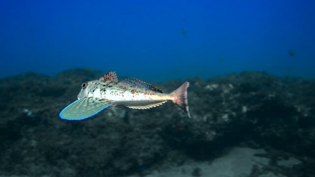 Sea Robin swimming above the sand in the canary Islands 