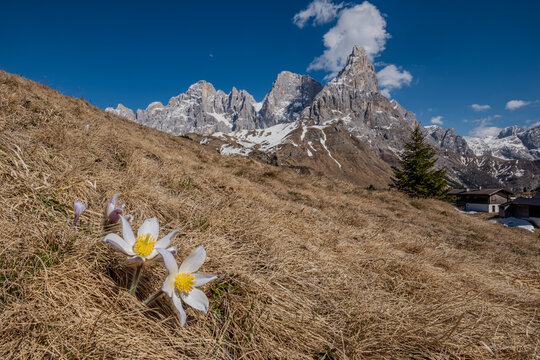 Trentino, fioritura al passo Rolle