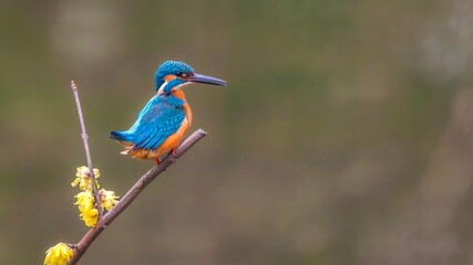 Fototapeta premium kingfisher on a branch