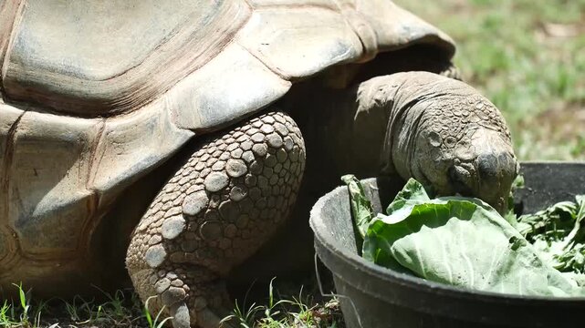 Giant Tortoise Eating Leafy Greens Outdoors