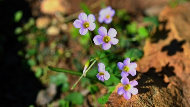 Lilac oxalis or wood sorrel (Oxalis debilis)