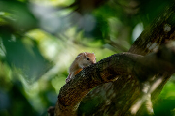 Fototapeta premium A small, three-striped palm squirrel rests on a thick, dark tree branch, surrounded by vibrant green, out-of-focus foliage that creates a lush, natural frame around the subject.