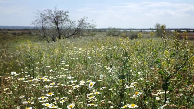 Flowering steppe grasses in May