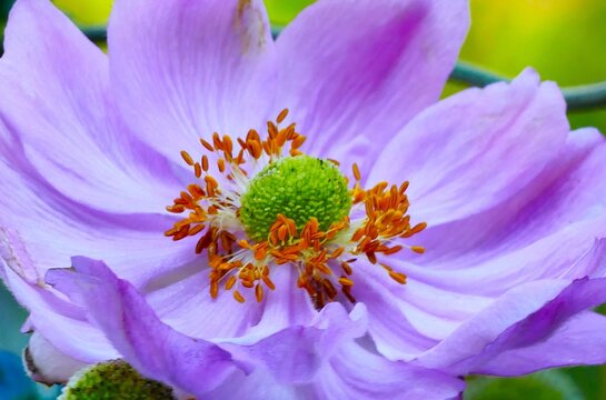 Big pink flower with open petals and pollen in the garden close macro details
