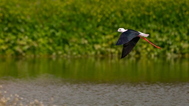 white stork in the grass