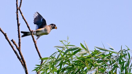 blue tit on a branch © Bai