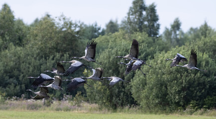 Fototapeta premium Cranes flying in formation over Hajnowka rural landscape