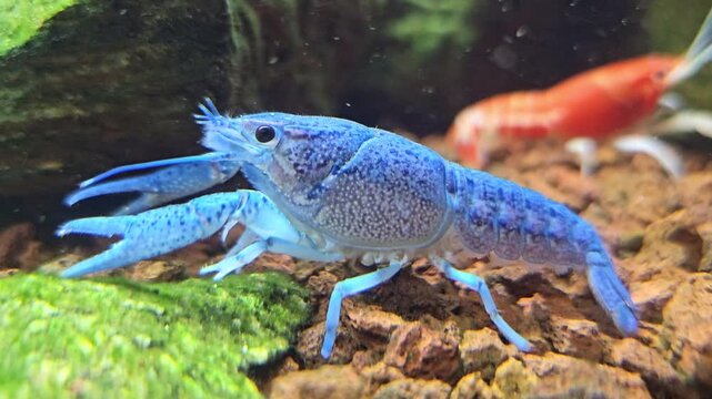 Blue crayfish walking on gravel bottom inside freshwater aquarium close up. Bright blue freshwater crustacean with orange crayfish in background underwater in tank environment