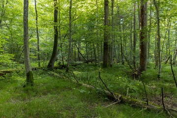 Obraz premium Bialowieza Forest showing protected ancient wilderness habitat