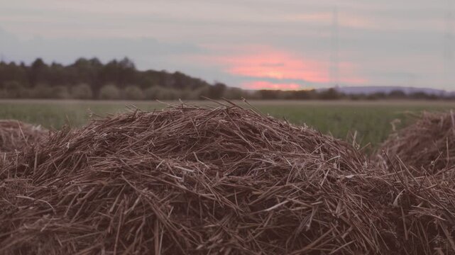 Steam rising from fresh manure pile in green field, organic fertilizer decomposition, agricultural waste management, rural farming landscape at sunset, natural heat from biological activity resources