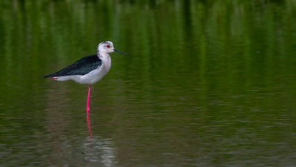 Obraz premium black crowned night heron on the shore