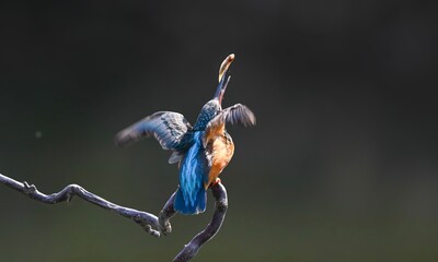 blue tit on branch © Bai