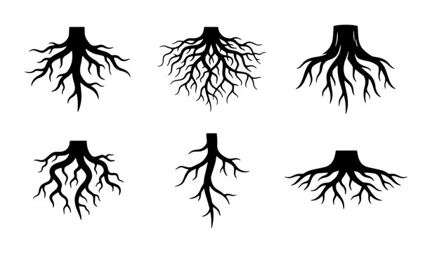 Diverse Tree Root Systems, Organic Growth Patterns, Plant Biology Vector Icons Set