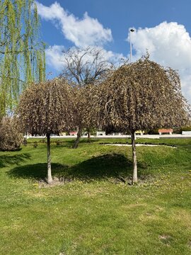Weeping goat willow (Salix caprea &lsquo;Pendula&rsquo;) tree with cascading branches and soft catkins in early spring. Ornamental landscape tree photographed in a park under clear blue sky.