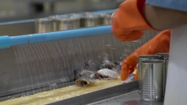 Food factory automated production line, Canned food conveyor washing food factory with water spray and industrial metal container line, fish processing worker cleaning conveyor line, food processing