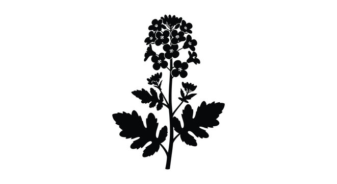 Mustard plant silhouette on a white background