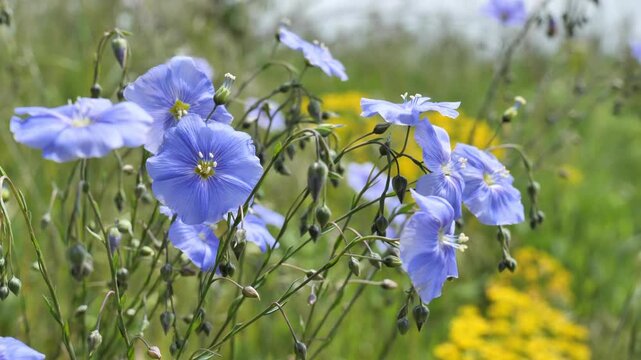 Blooming wild flax (Linum) in the wild steppe and the nightingale's song.