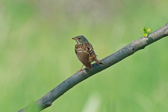  Ortolan Bunting (Emberiza hortulana)