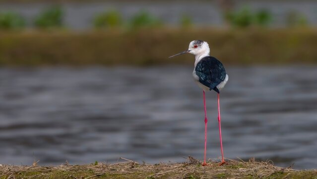 black crowned night heron