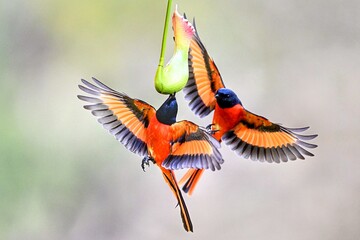 hummingbird and flower © Bai