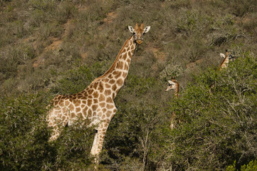 Obraz premium A tall giraffe stands prominently amidst greenery, with additional giraffes partially visible in the background, showcasing a natural setting.