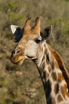 A close-up portrait of a giraffe, showcasing its distinctive coat patterns and unique facial features, set against a blurred background of foliage.