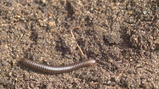 Macro of Millipede Crawling on Dark Soil &mdash; Julida Diplopoda Moving on Ground in Wild Nature Close-up