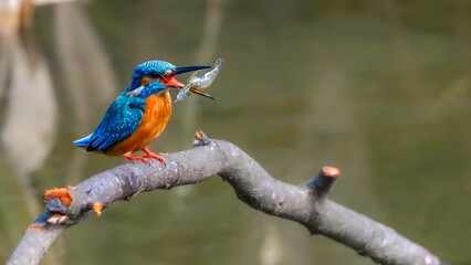kingfisher on a branch © Bai