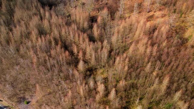 Striking drone view of the countryside next to the A7 motorway in the Scottish Borders near Langholm. Forest of trees and hills fill the scene. Sitka spruce trees