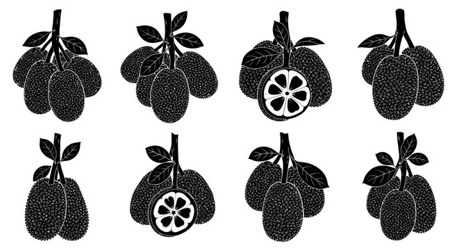Black and white illustration of multiple rambutan fruits with leaves on white background