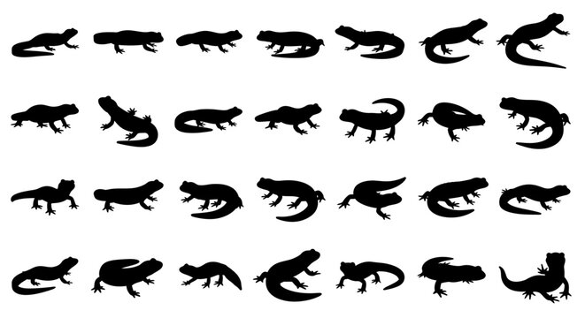 Collection of black lizard silhouettes in various poses on white background