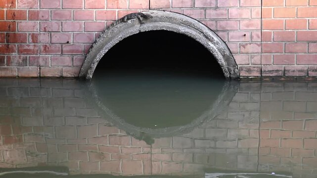 small monitor lizard resting still on edge of large drainage pipe by urban canal, urban wildlife and coexistence between animals and city environments