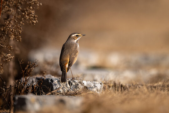 red billed hornbill