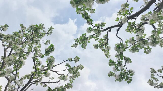 Blooming apple tree branches rotate against a cloudy sky. White spring flowers and green leaves move in a circular motion outdoors.