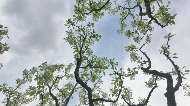 Blooming apple tree branches rotate against a cloudy sky. White spring flowers and green leaves move in a circular motion outdoors.
