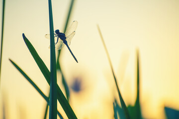 Fototapeta premium Dragonfly sits on the green grass in the morning sunlight. Beautiful summer nature.