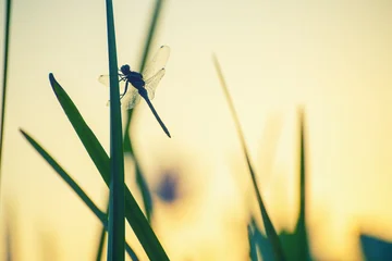 Dragonfly sits on the green grass in the morning sunlight. Beautiful summer nature. © smallredgirl