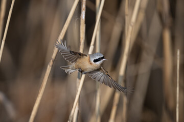 great tit parus major © Bai
