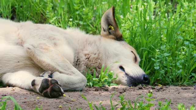 A dog is lying on the ground in a relaxed position, resting on its side with paws visible