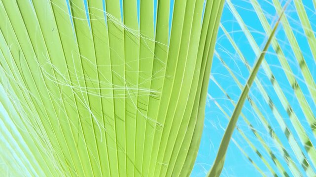 tropical leaf African Sabal fan palm gracefully sways in wind close-up, natural beauty tropics, tropical atmosphere in advertising travel agencies, hotels, airlines, food and beverages