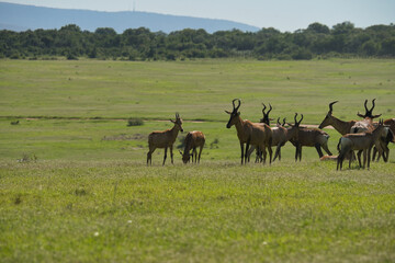 Fototapeta premium A group of antelopes grazing on a lush green grassland under a clear blue sky, showcasing natural wildlife in an open landscape.