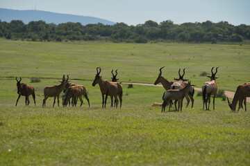 Fototapeta premium A herd of antelopes grazing in a lush green landscape, with varying heights of grass under a clear blue sky.